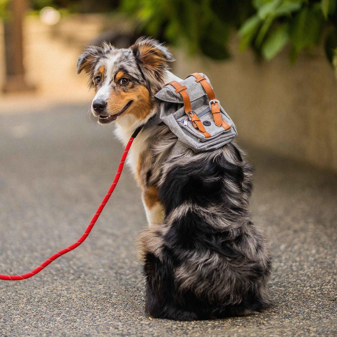 Gray Mini Dog Backpack with Waste-Bag Dispenser